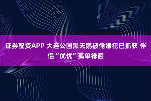 证券配资APP 大连公园黑天鹅被偷嫌犯已抓获 伴侣“优优”孤单徘徊